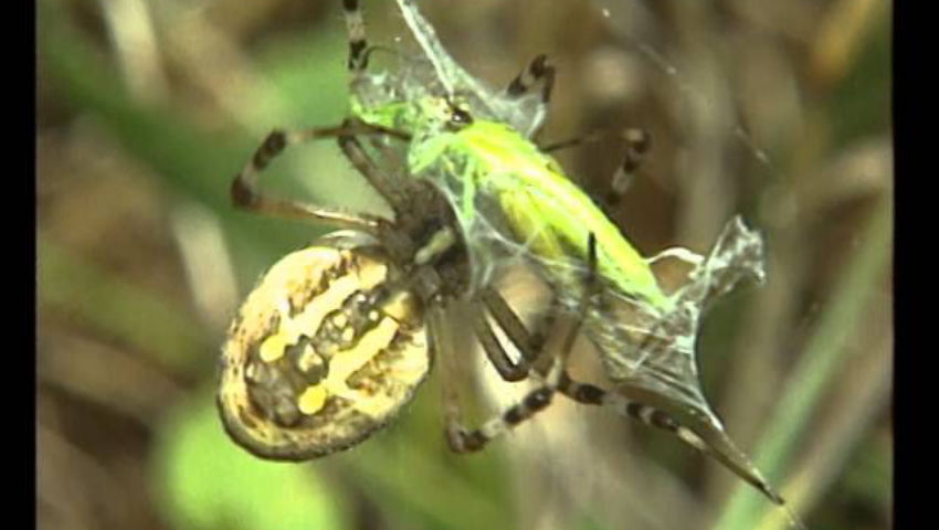 Les  Araignées -  Documentaire Animalier - Maternelle Éducatif